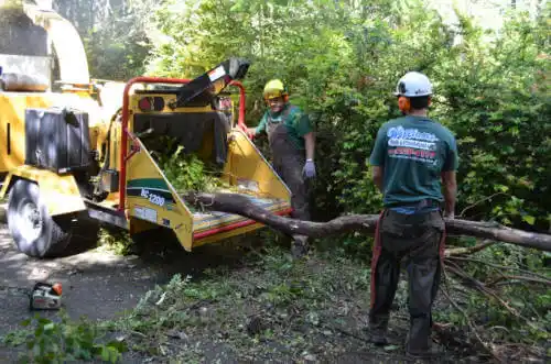 tree services Rough and Ready